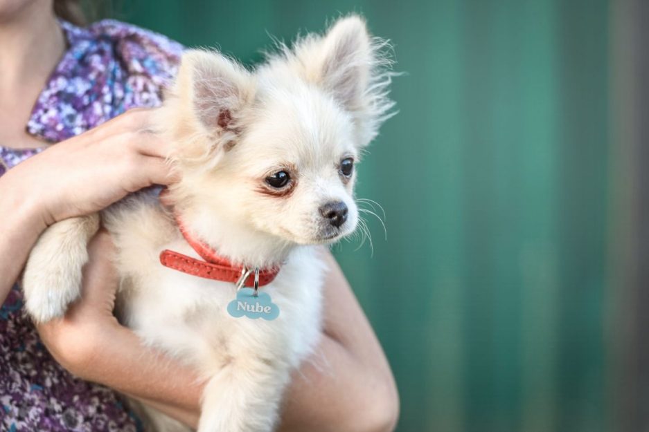 Perro con chapa en forma de nube personalizada de metacrilato para collar en modelo Nube